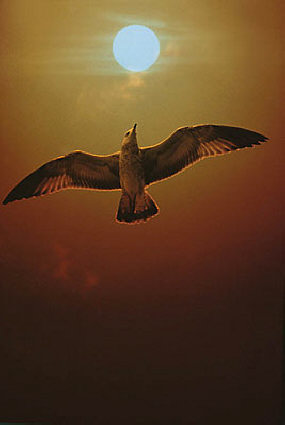 seagull and sun uid 1042673